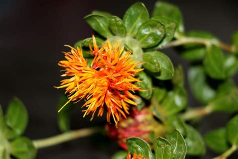 is safflower the same as saffron|saffron native range.